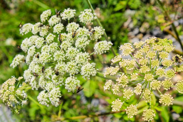 ノルウェー ヴィケン州ヘムゼダルの黄色の花に飛ぶ — ストック写真