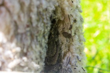 Dirty asshole butt hole of a sheep in Hemsedal, Norway.
