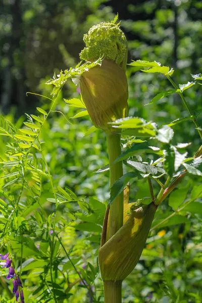 Cultivo Árbol Flores Plantas Verdes Bosque Hemsedal Noruega —  Fotos de Stock