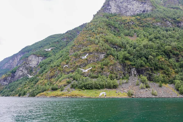 Mewy Latają Przez Piękne Krajobrazy Górskie Fiordowe Aurlandsfjord Sognefjord Norwegii — Zdjęcie stockowe