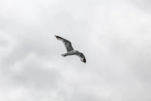 Gaivotas Voam Através Bela Paisagem Montanha Fiorde Aurlandsfjord Sognefjord Noruega — Fotografia de Stock