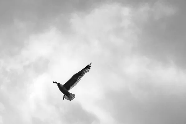 Seagulls Fly Beautiful Mountain Fjord Landscape Aurlandsfjord Sognefjord Norway — Stock Photo, Image