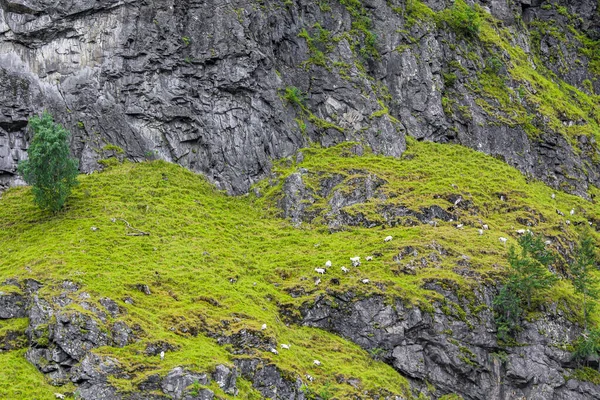 Hegyi Kecskék Norvég Gyönyörű Hegyi Fjord Táj — Stock Fotó