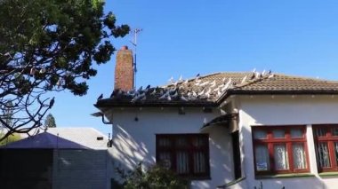 Birçok beyaz güvercin Cape Town 'un çatılarında uçuyor ve daireler çiziyor..
