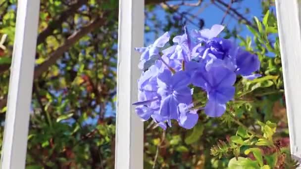 美丽的蓝色花朵从花园篱笆向外张望 开普敦 — 图库视频影像