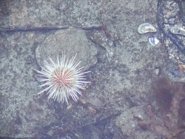 White sea urchin among deep cold water in lake fjord, Framfjorden, Norway.