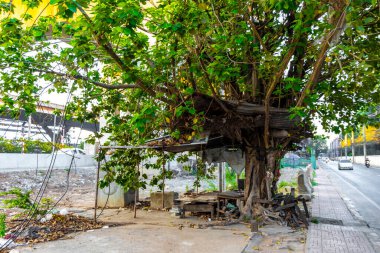 Don Mueang Bangkok Tayland 27 numara. Ocak 2020 Güney Asya 'daki Don Mueang Bangkok Orta Tayland' daki tropik ağaçların altında ahşap banklar..