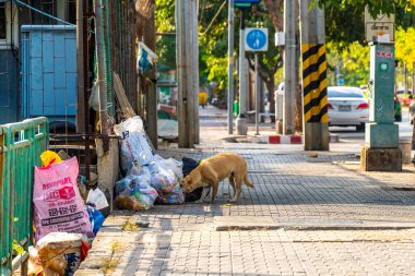 Don Mueang Bangkok Tayland 26 numara. Ocak 2020 Güneydoğu Asya 'daki Don Mueang Bangkok Merkez Tayland' da çöpte başıboş bir köpek..