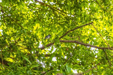 Güney Asya 'daki Don Mueang Bangkok Orta Tayland' da siyah beyaz bir kuş dalına atlıyor..