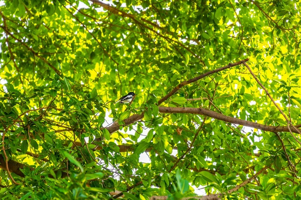 Güney Asya 'daki Don Mueang Bangkok Orta Tayland' da siyah beyaz bir kuş dalına atlıyor..