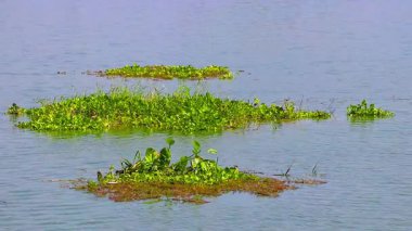 Güneydoğu Asya 'da Khon Kaen Bölgesi, Khon Kaen Eyaleti, Isan Kuzeydoğu Tayland' da tropikal göl nehri, nilüferlerle doludur..