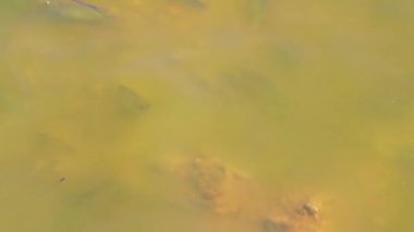 Güneydoğu Asya 'da Khon Kaen Bölgesi' nde bulunan Khon Kaen Bölgesi 'nin sarı yeşil göl suyunda birçok balık yüzer..