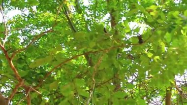 Beautiful plantain squirrel sits jumps and climbs on the branch in Khon Kaen District Khon Kaen Province Isan Northeast Thailand in Southeast Asia.