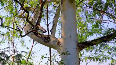 Güneydoğu Asya 'da, Khon Kaen Bölgesi' nde, Khon Kaen Bölgesi 'nde, tropik ağaç kabuğu ve nehir gölü..