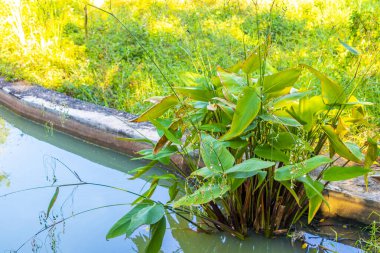 Güneydoğu Asya 'da Pattaya Bang Lamung Amphoe Chon Buri Tayland, Khon Kaen Bölgesi Khon Kaen Bölgesi Isan Kuzeydoğu Tayland' da çeşitli bitki ve ağaçlarla tropikal doğa yağmur ormanları.