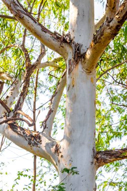Güneydoğu Asya 'da, Khon Kaen Bölgesi' nde, Khon Kaen Bölgesi 'nde, tropik ağaç kabuğu ve nehir gölü..