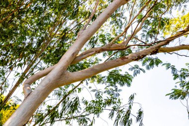 Güneydoğu Asya 'da, Khon Kaen Bölgesi' nde, Khon Kaen Bölgesi 'nde, tropik ağaç kabuğu ve nehir gölü..