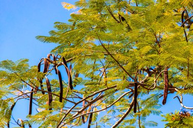 Güneydoğu Asya 'da Pattaya Bang Lamung Amphoe Chon Buri Tayland, Khon Kaen Bölgesi Khon Kaen Bölgesi Isan Kuzeydoğu Tayland' da çeşitli bitki ve ağaçlarla tropikal doğa yağmur ormanları.