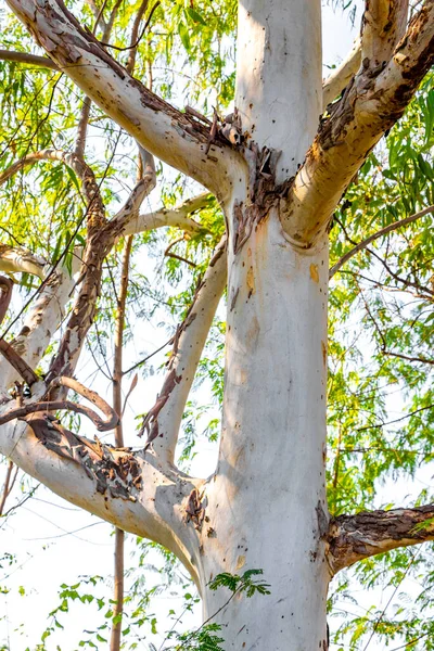 Güneydoğu Asya 'da, Khon Kaen Bölgesi' nde, Khon Kaen Bölgesi 'nde, tropik ağaç kabuğu ve nehir gölü..