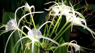 Hymenocallis Asya zambağı. Eşsiz bir tür beyaz çiçek. Mavi yeşil arka planda. Khon Kaen Bölgesi, Khon Kaen Bölgesi..