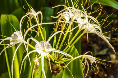 Hymenocallis Asya zambağı. Eşsiz bir tür beyaz çiçek. Mavi yeşil arka planda. Khon Kaen Bölgesi, Khon Kaen Bölgesi..