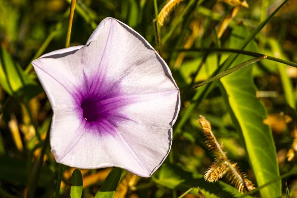 Khon Kaen İlçesi Khon Kaen İlçesi Khon Kaen Bölgesi İsan Kuzeydoğu Tayland 'da güzel mor sabah zaferi ya da Keçi ayağı Ipomoea pes caprae sürünen demiryolu sarmaşığı çiçekleri..