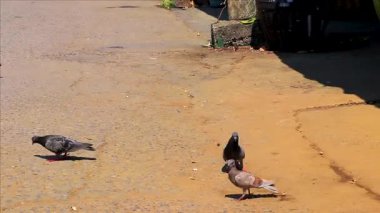 Pigeon pigeons dove doves bird birds walking around on grass ground in Khon Kaen District Khon Kaen Province Isan Northeast Thailand in Southeast Asia.
