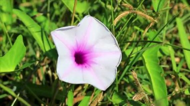 Khon Kaen İlçesi Khon Kaen İlçesi Khon Kaen Bölgesi İsan Kuzeydoğu Tayland 'da güzel mor sabah zaferi ya da Keçi ayağı Ipomoea pes caprae sürünen demiryolu sarmaşığı çiçekleri..