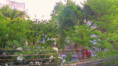 Güneydoğu Asya 'da Khon Kaen İlçesi, Isan Kuzeydoğu Tayland' da yeşil bitki örtüsü arka planına sahip tropik Plumeria beyaz ve sarı çiçekleri..