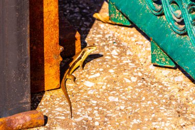 Güneydoğu Asya 'da Khon Kaen Bölgesi' nde yürüyen tropik kertenkele..