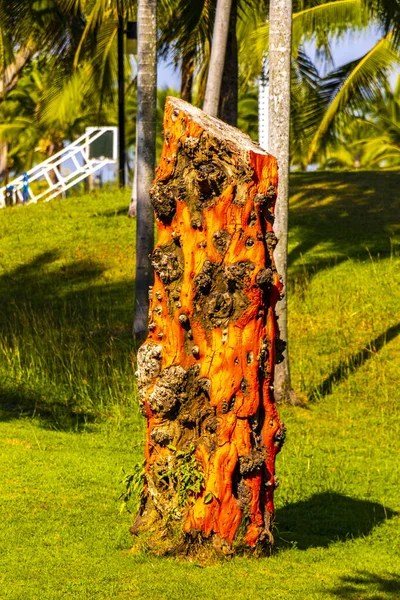 Khon Kaen İlçesi Khon Kaen Bölgesi 'ndeki Bueng Thung Sang Sağlık Bahçesi Parkı' nda ağaç gövdesini kesen sanat eseri Güneydoğu Asya 'daki Isan Kuzeydoğu Tayland' da bulundu..