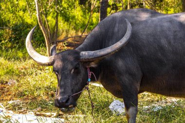 Güneydoğu Asya 'da, Khon Kaen Bölgesi, Khon Kaen Bölgesi, Isan Kuzeydoğu Tayland' daki kameraya bakarak, tropikal doğadaki boynuzlu su bufaloları sahada görülüyor..
