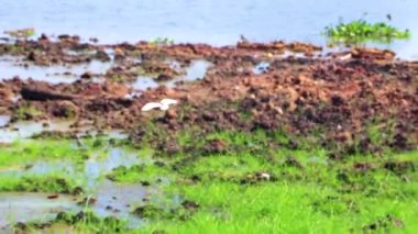 Tropical birds bird in mud on lake shore in Khon Kaen District Khon Kaen Province Isan Northeast Thailand in Southeast Asia.