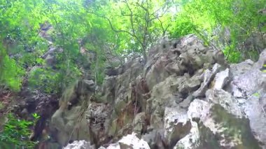 Tropical trees on limestone rocks at cave in turquoise green water on Koh Ko Hong Island in Krasom Amphoe Takua Thung District Phang Nga Province Southern Thailand in Southeast Asia.
