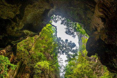 Tree tops with light shining into a cave on Koh Ko Hong Island in Krasom Amphoe Takua Thung District Phang Nga Province Southern Thailand in Southeast Asia.