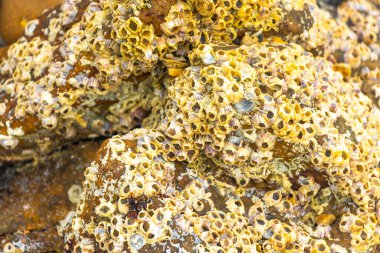 Güneydoğu Asya 'da Krasom Amphoe Takua Thung Bölgesi' nde Koh Ko Na Khae Adası 'ndaki tropikal bir plajda taşlaşmış mercan ve kayalar..