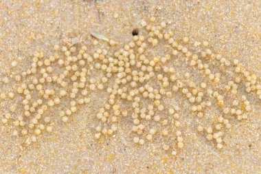 Güneydoğu Asya 'da Krasom Amphoe Takua Thung Bölgesi' ndeki Koh Ko Na Khae Adası 'nda tropikal kumsalda taşaklı bir yengeç deliği..