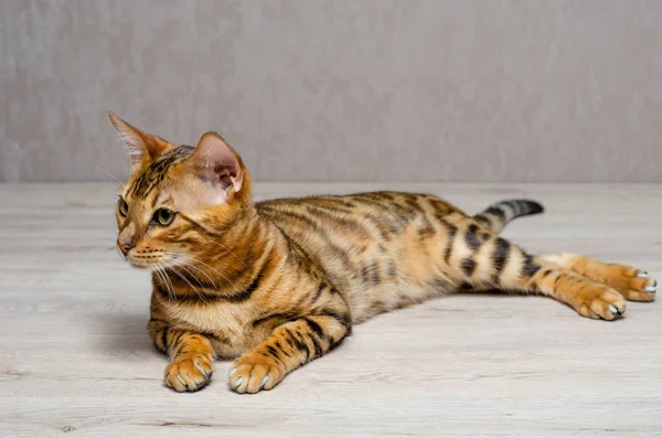 Pequeño Gato Bengala Sienta Una Mesa Mira Hacia Otro Lado — Foto de Stock