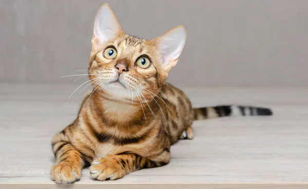 Pequeño Gato Bengala Sienta Una Mesa Mira Hacia Arriba —  Fotos de Stock