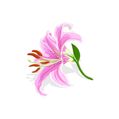 Beyaz arka plan üzerinde izole güzel pembe lily. Vektör çizim.