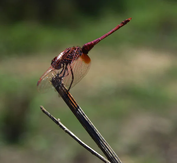 Red Dragonfly Hanging Branch — Stock Photo, Image