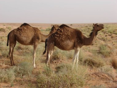 Cezayir Sahra 'sından iki Dromedarie.