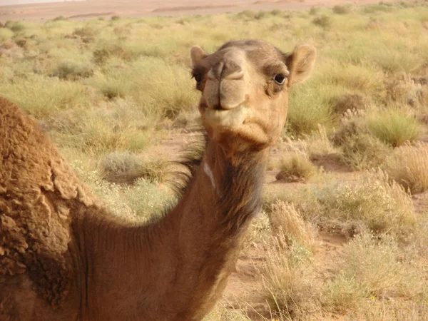 Dromedary Face Biskra Algeria Africa — Stock Photo, Image