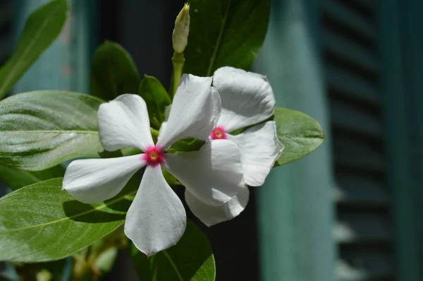 Dos Periwinkles Blancos Jardín Argelia —  Fotos de Stock