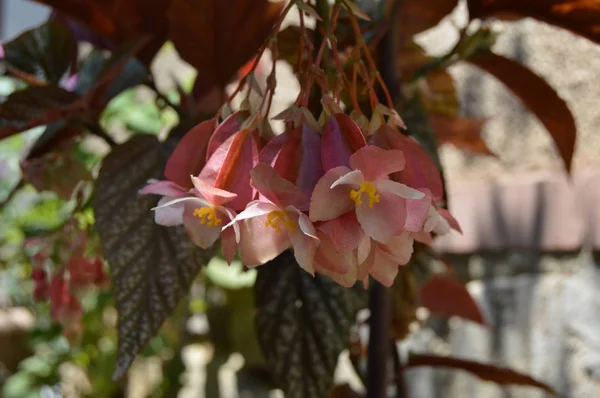 Una Campana Colgante Formado Flores Color Rosa Argelia —  Fotos de Stock