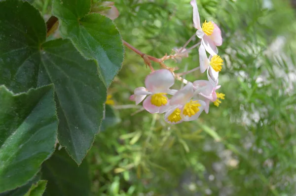 Wisząca Biała Begonia Ogrodzie Algieria — Zdjęcie stockowe