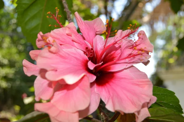 Hibisco Rosa Bajo Luz Del Sol Argelia —  Fotos de Stock