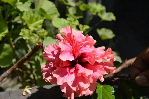 Hibisco Rosa Claro Bajo Luz Del Sol —  Fotos de Stock