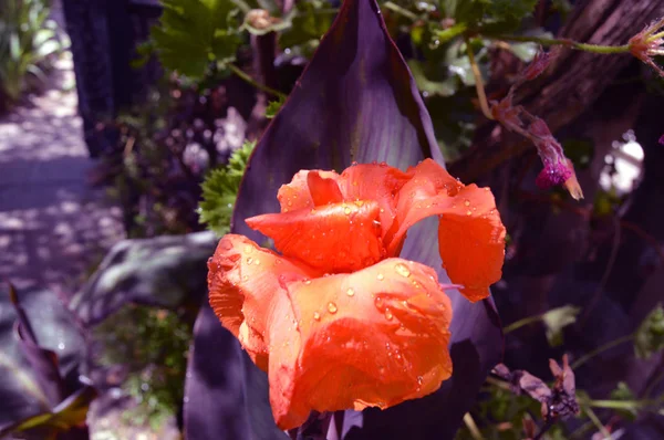 Giant Orange Flower Annaba Algeria — Stock Photo, Image