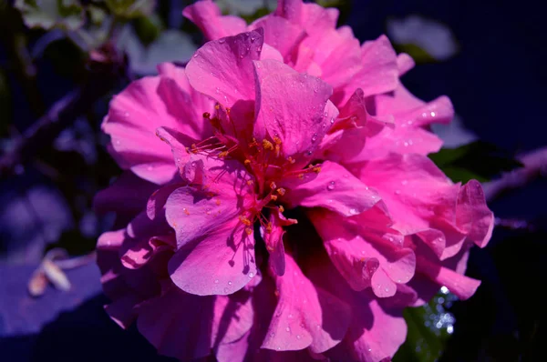 Rosa Hibiskus Trädgården Algeriet — Stockfoto